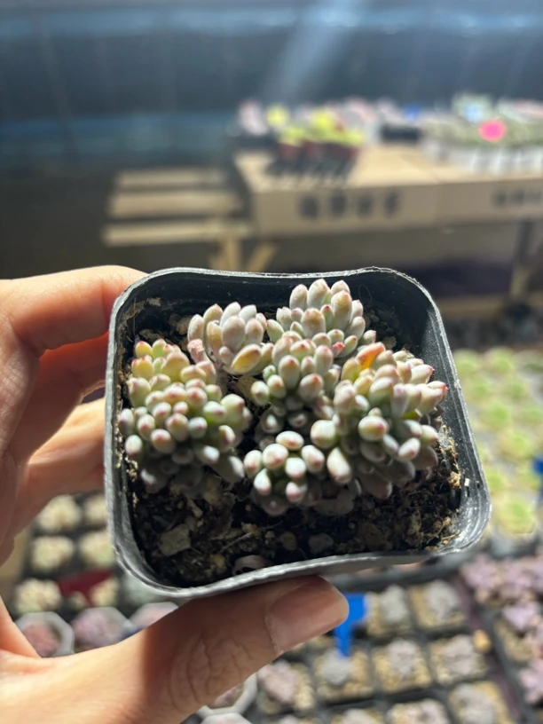 满9.9米包邮精品蓝豆，多肉植物