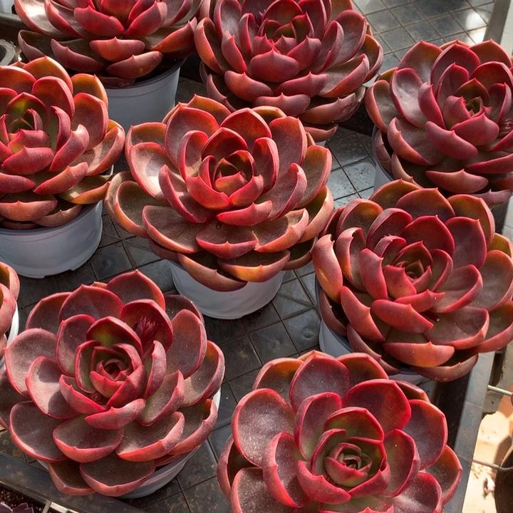 韩版红灯多肉植物两单包邮