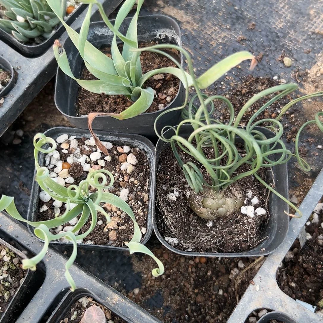 多肉植物三颗弹簧草