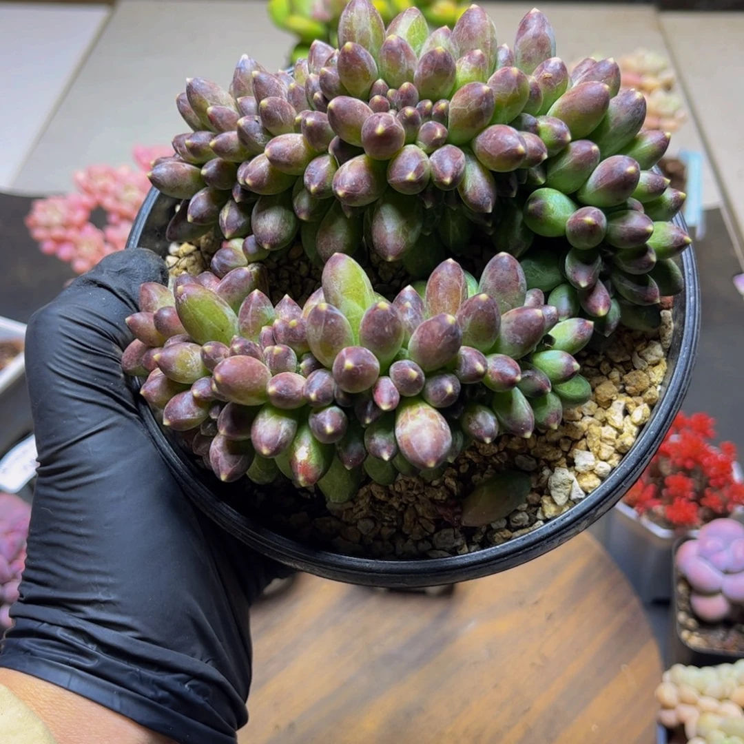 466香蕉树缀13厘米多肉