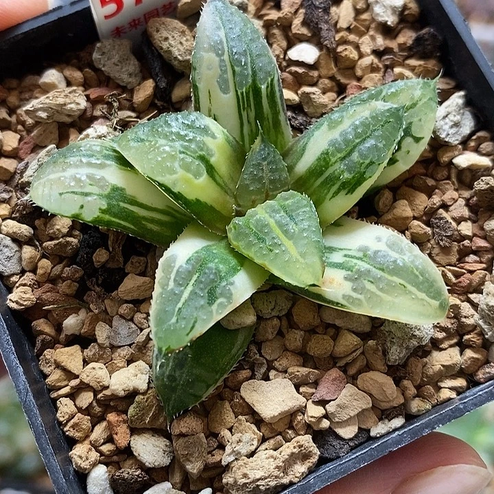 571青木克锦一物一拍