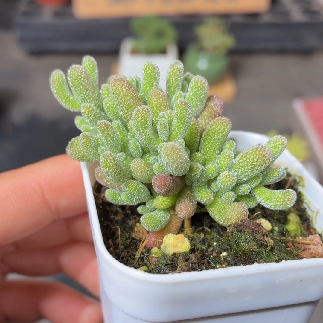 冰晶枝干多肉9.9包邮发货