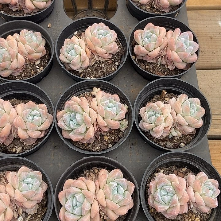 奶油冰玉，福利多多