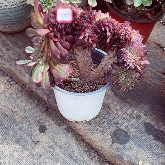 红金刚多肉法师116号