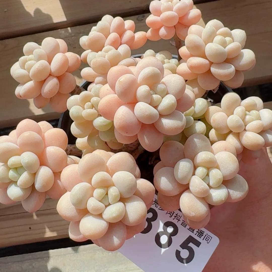 洛可可         精品多肉