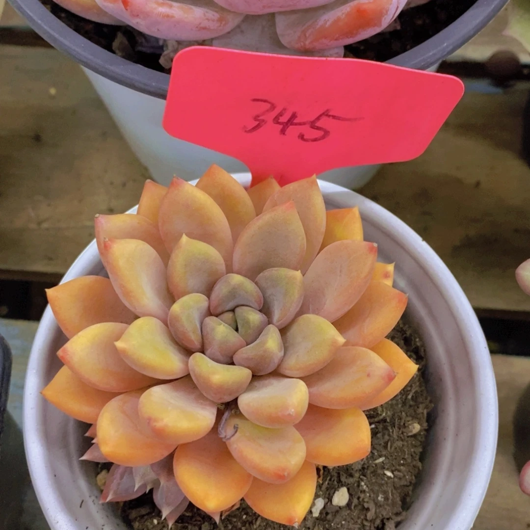 元旦第一场直播，节日快乐