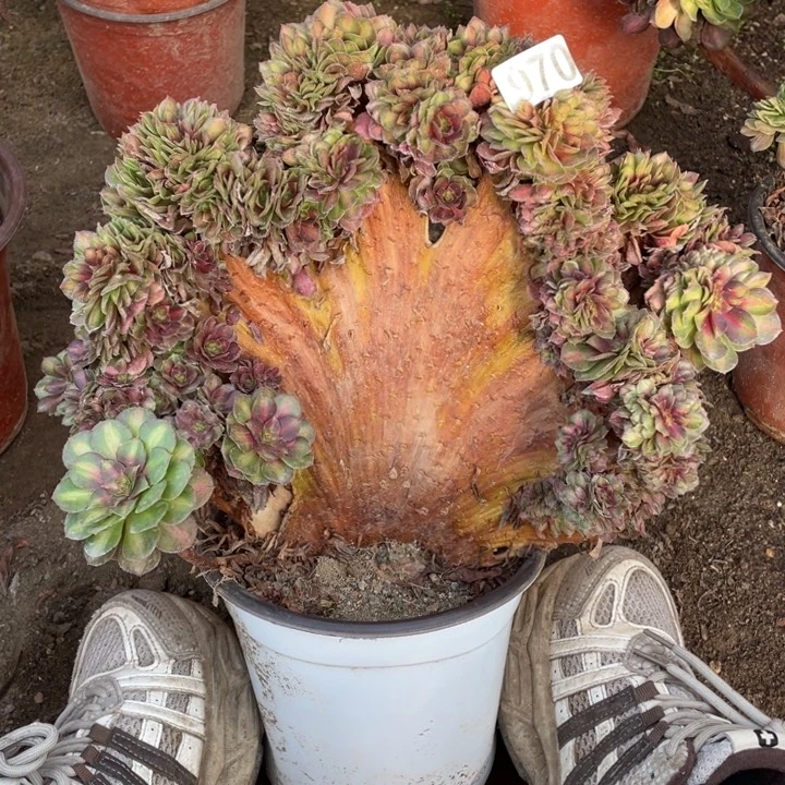 微瑕抹茶朵朵缀970号