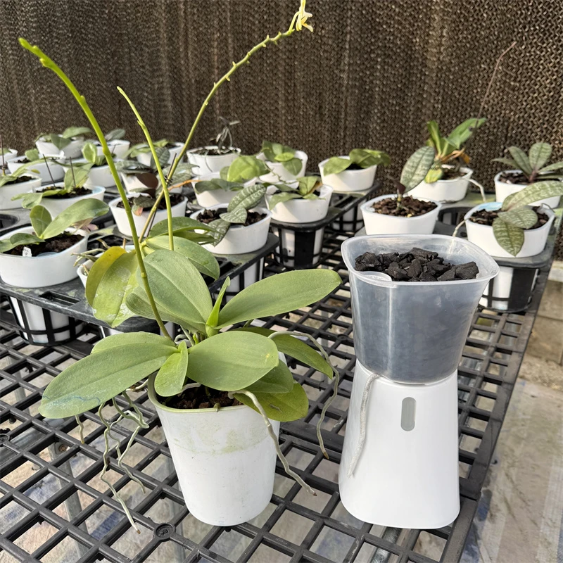 洋兰蝴蝶兰秋石斛花盆透明内胆可观察根系半水培盆储水带内外花盆