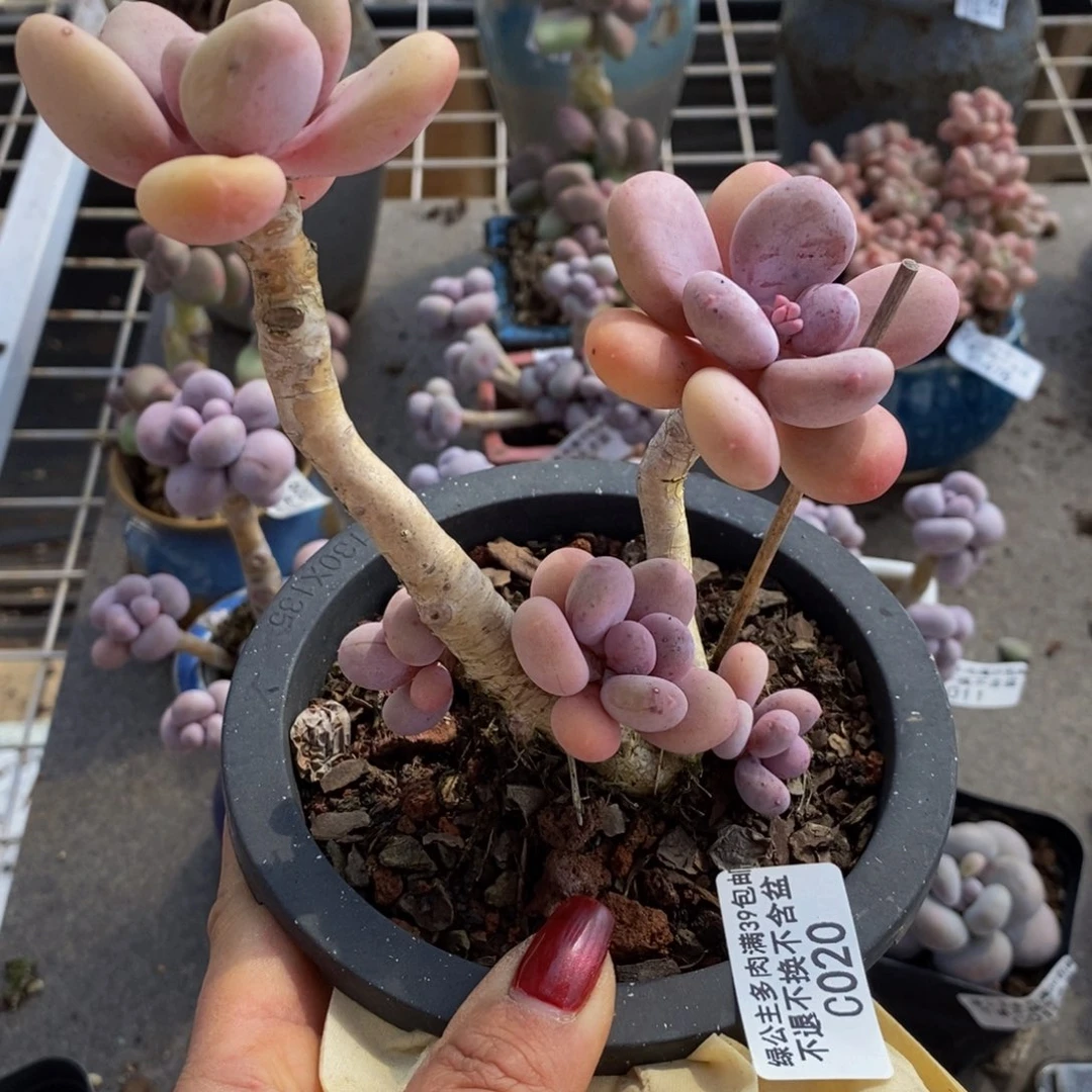 蛋黄奶酪020/8cm叶片黄透