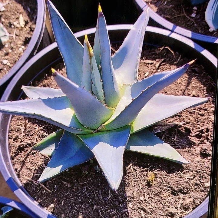 多肉植物龙蛇兰植物