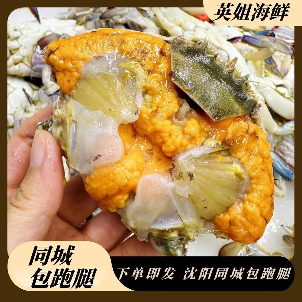 东港带黄母蟹3斤起仅限沈阳市内拍【保鲜不保活】 一只3~5两