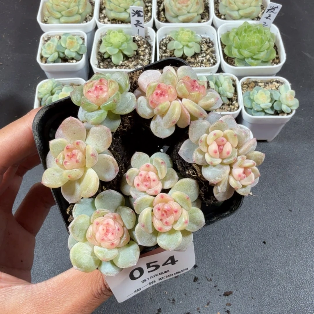 甜心6个一物一拍054