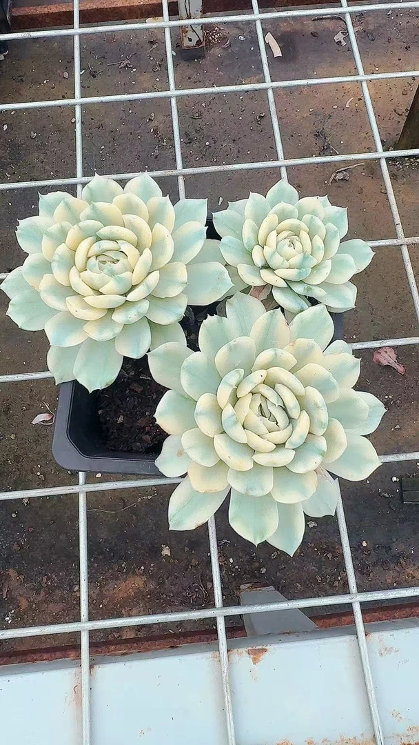 77多肉（贝瑞锦）直播展示 多肉植物