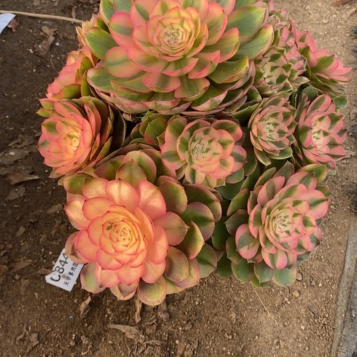 多肉植物荔枝900多肉