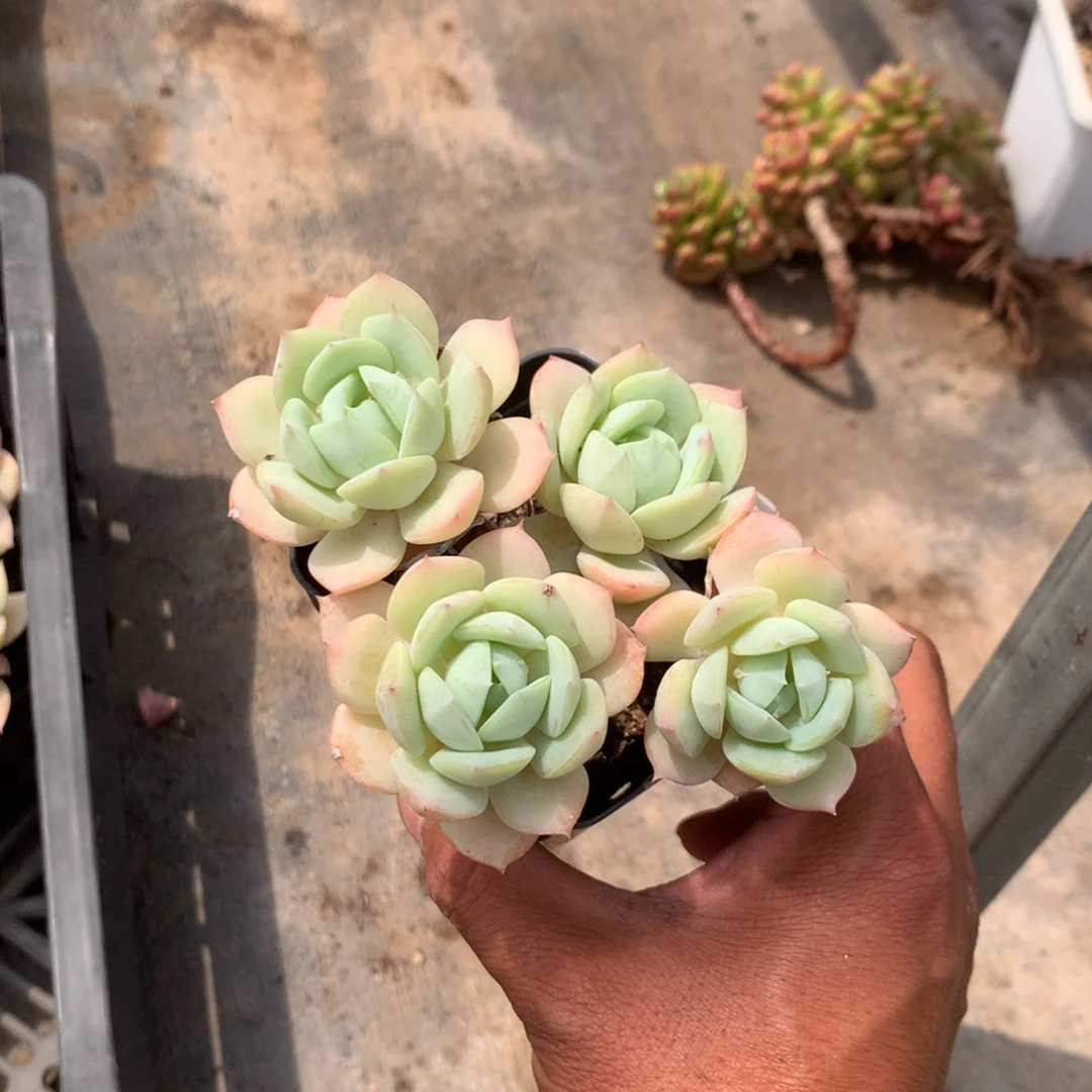 人工增水系统在国内已经应用相当