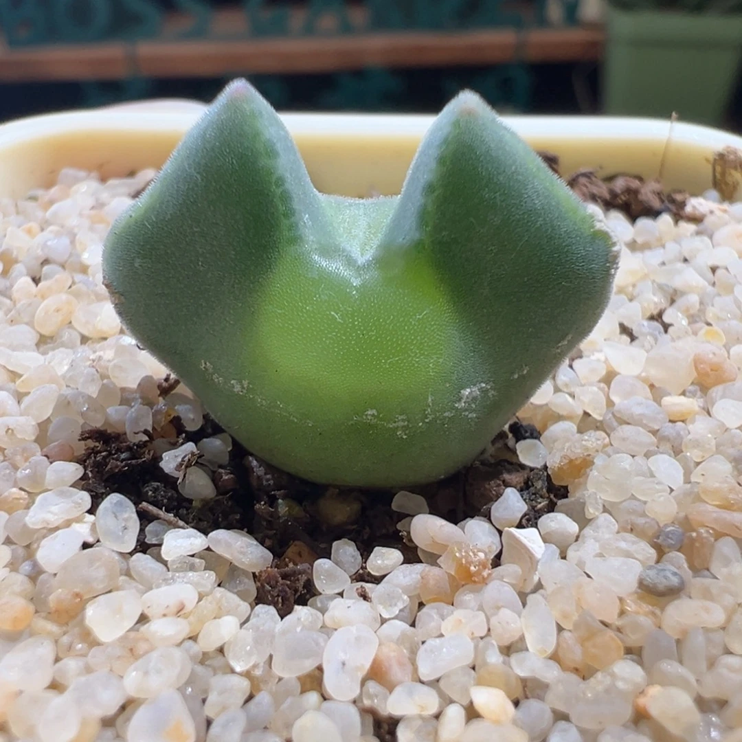 爱****w154/青蛙3年 大眼空蝉。