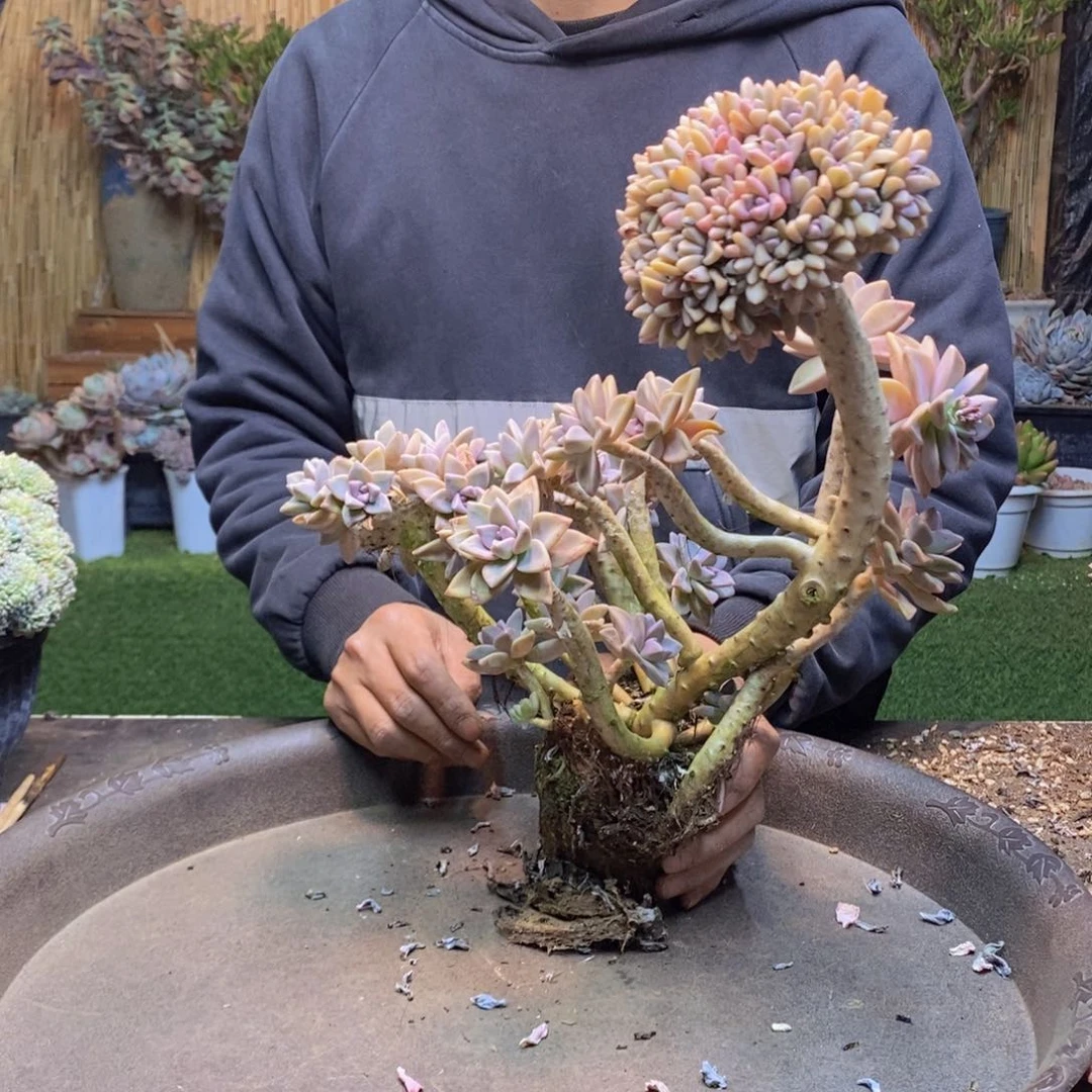 飞**天A69号淡雪缀多肉