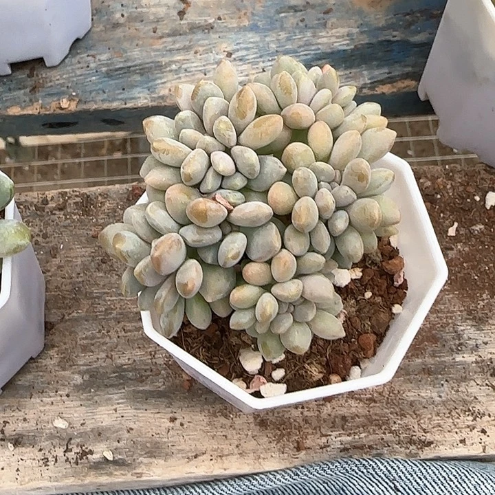 青蛙王子儿童牙膏111