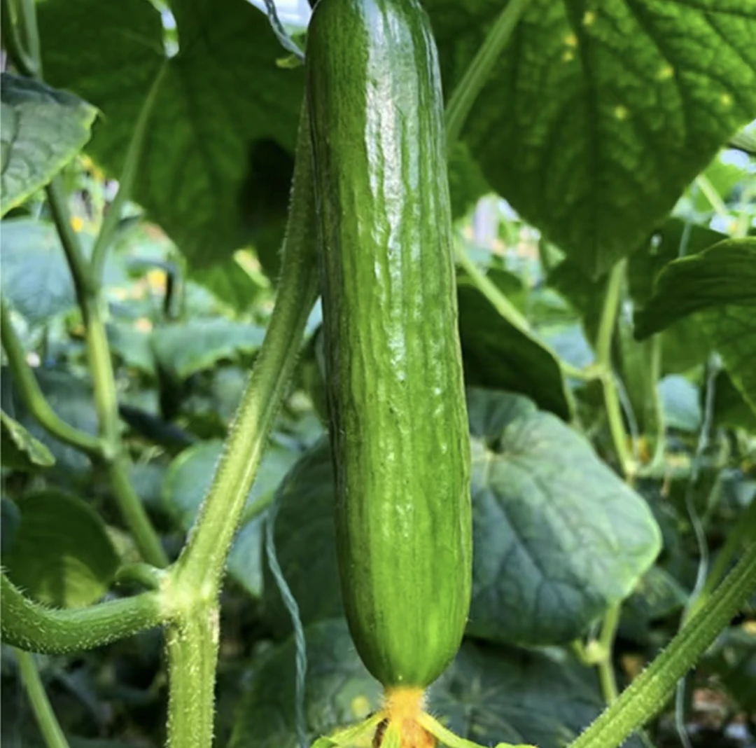 【弘茂农场】荷兰奶油黄瓜3斤