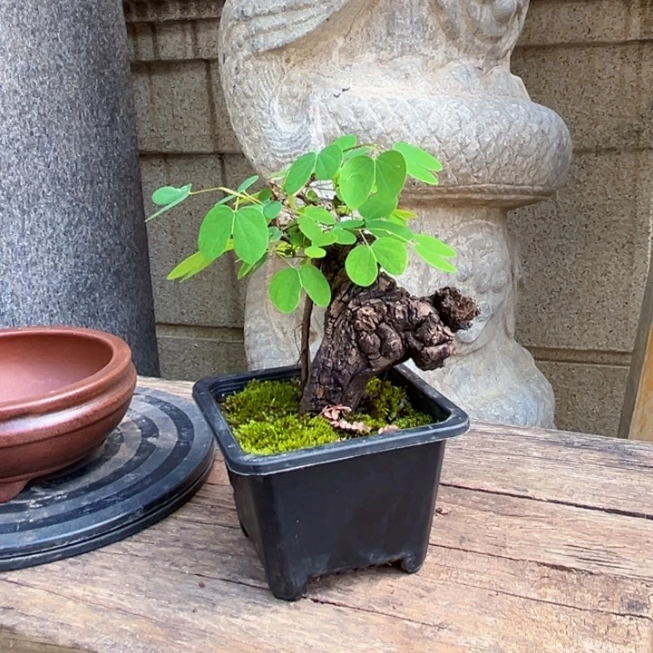 随***9无花朵金丝红木羊蹄甲