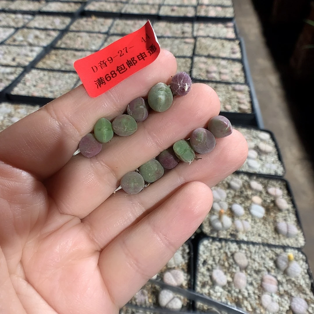 9-27-44 空蝉12颗 60晴