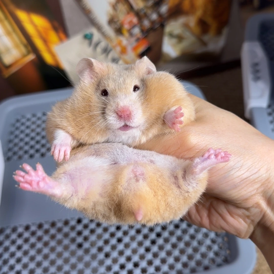 短毛香槟波8.18生日