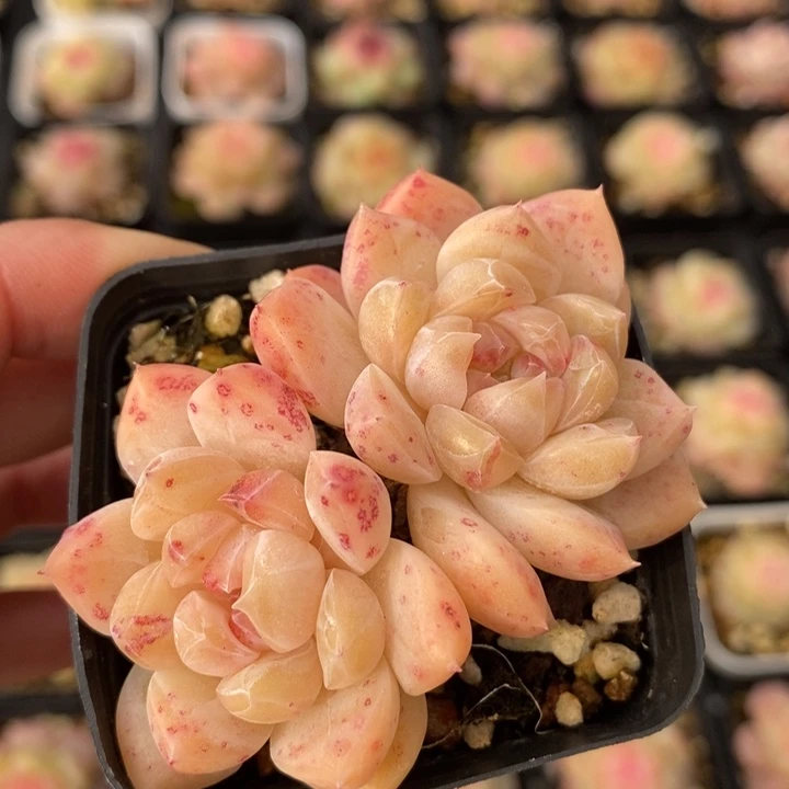 井中月  1111112.30