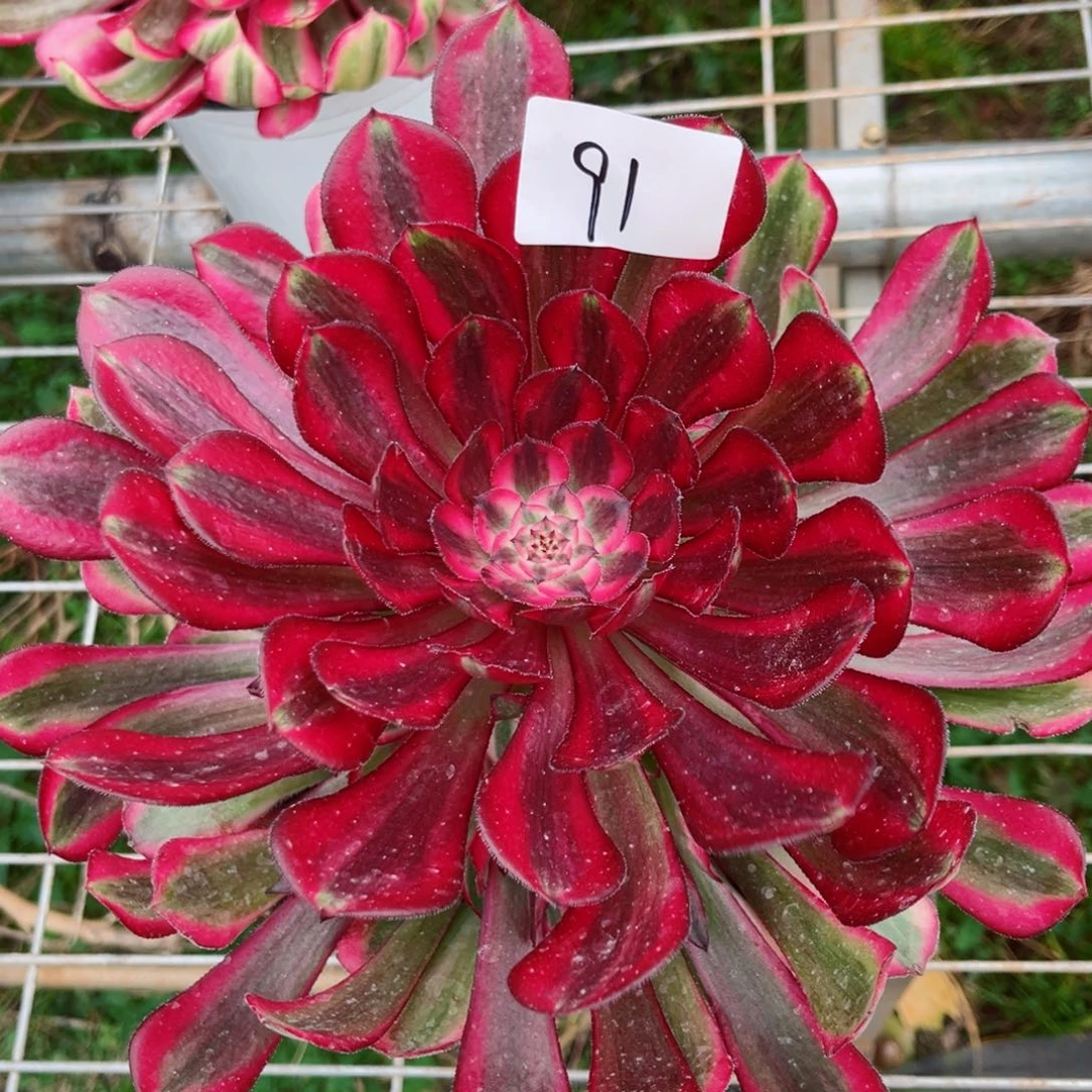 一物一拍多肉法师91