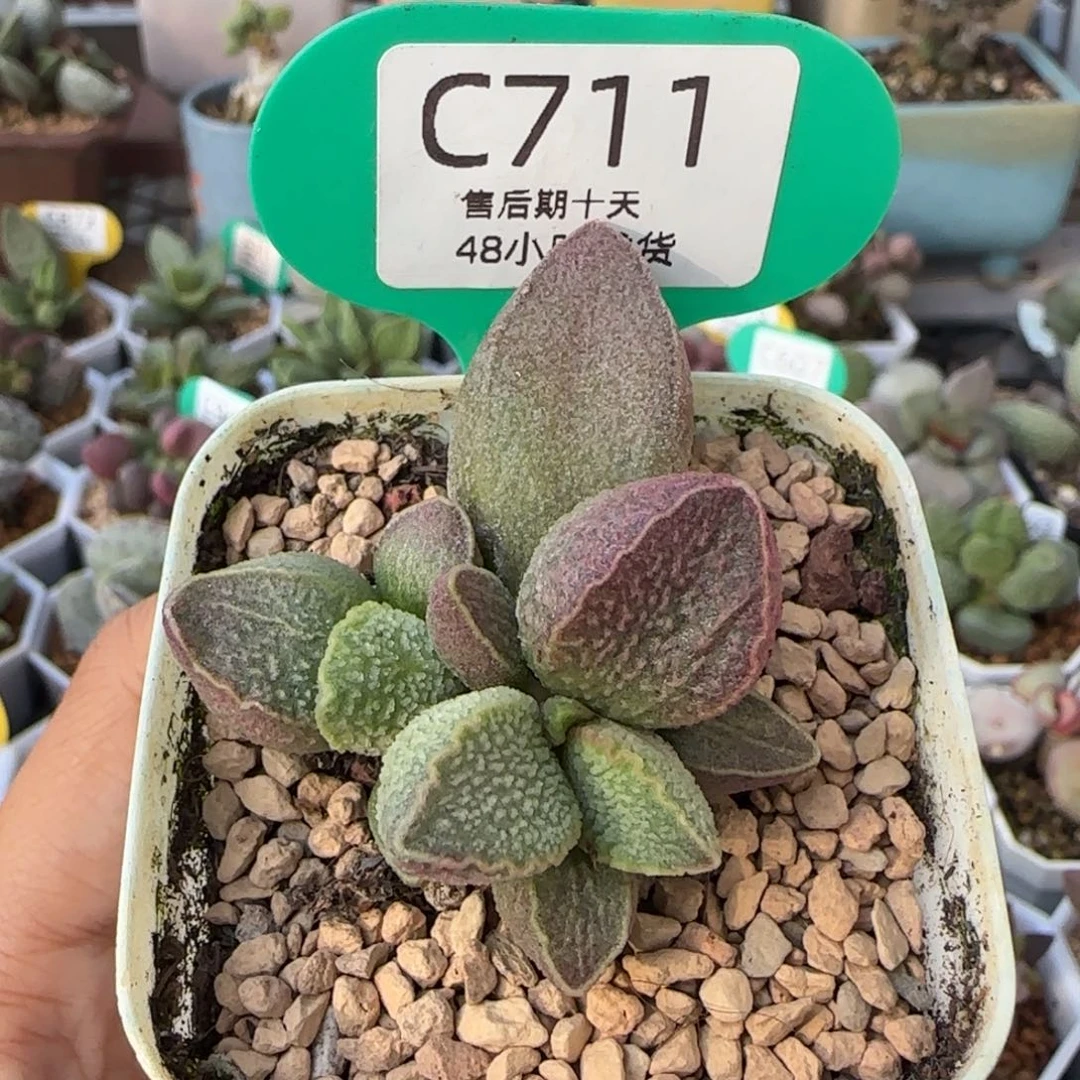 粉猪肝。  711。