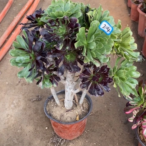 多肉水墨丹青砍过一物一拍