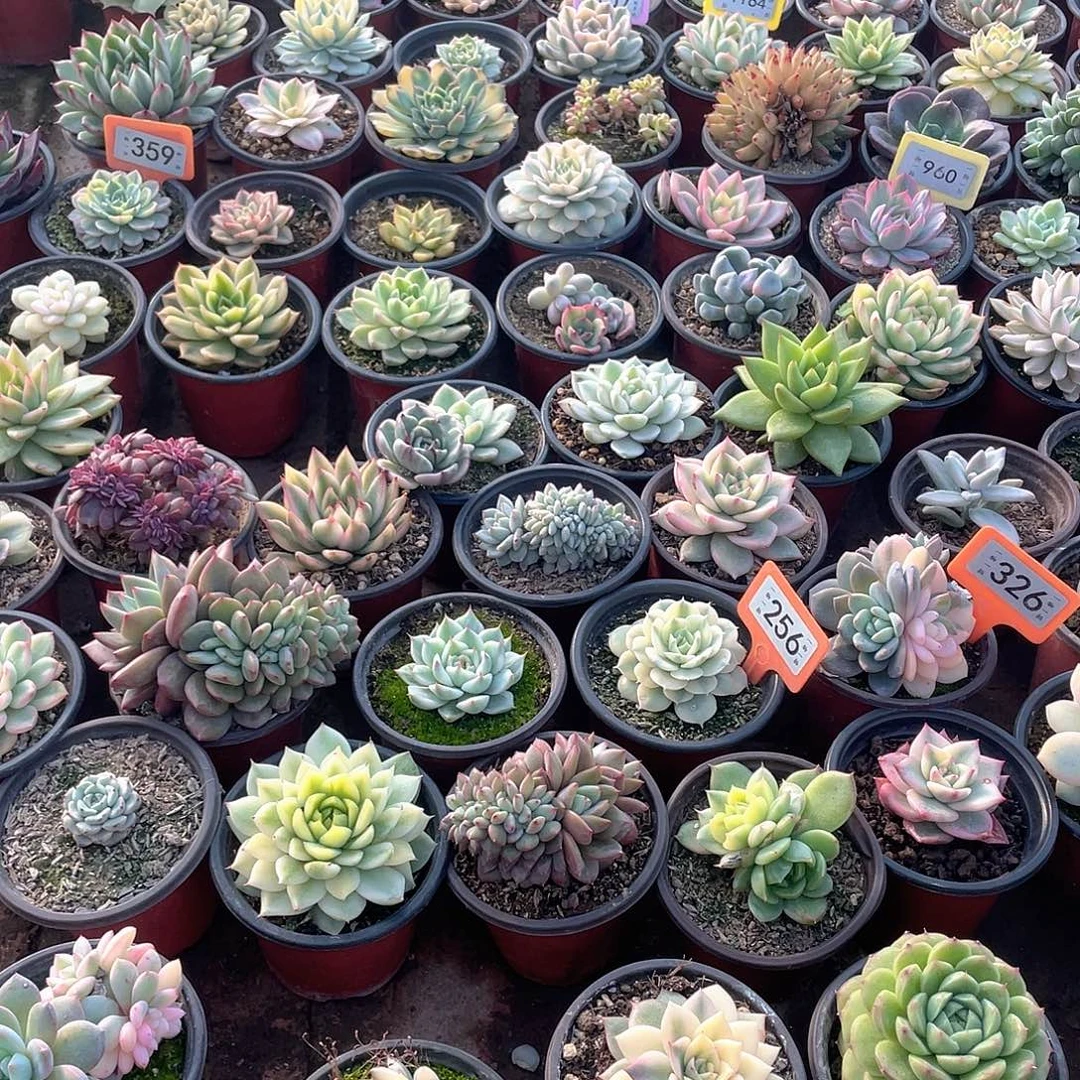 阿***丶943两个一组多肉植物