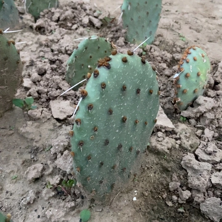 凤梨可乐塔有根无侧芽