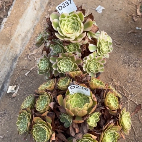 多肉植物倾城花妖