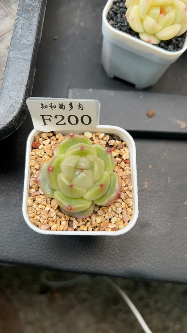 知和的多肉F200专拍链接