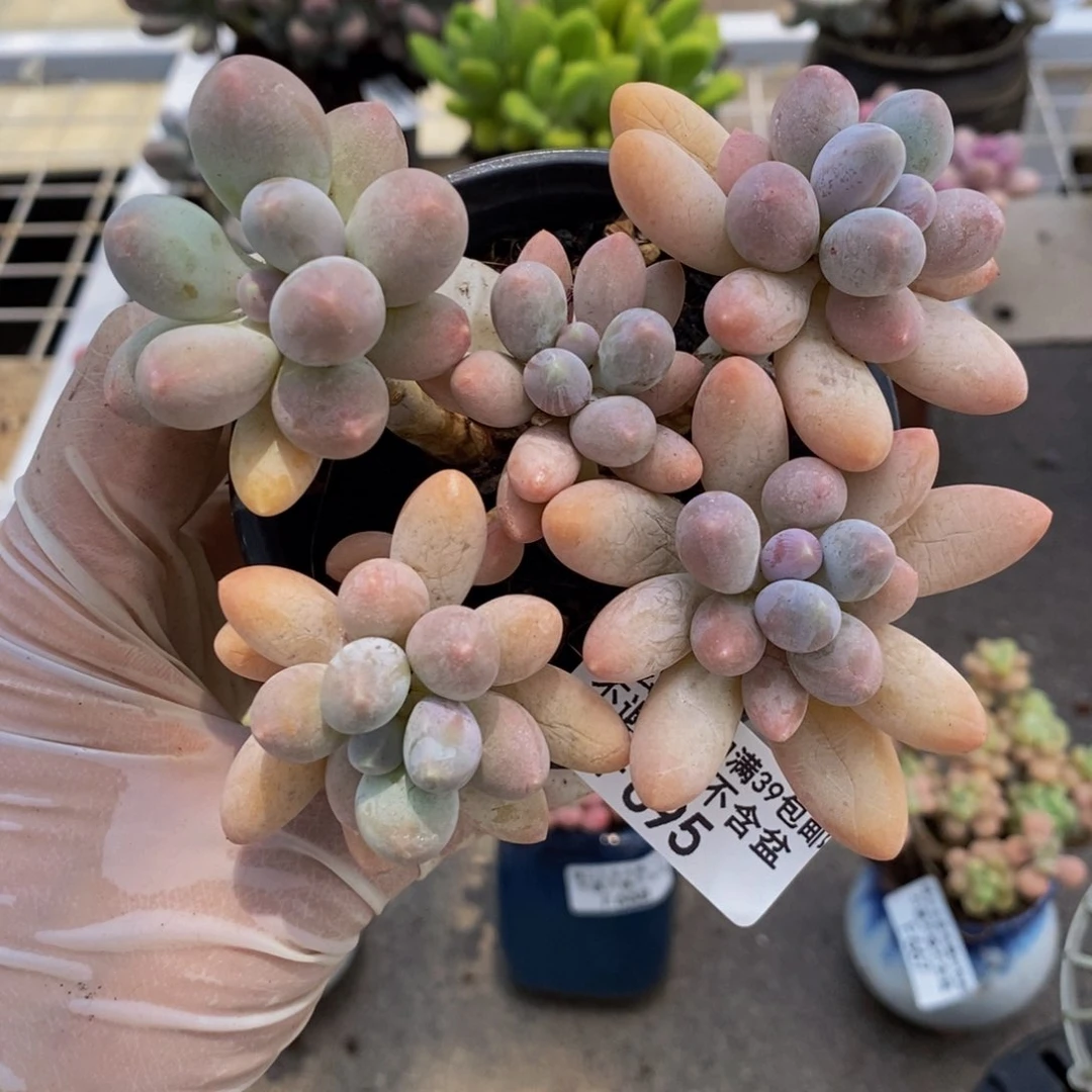 香水手指695/10cm多肉