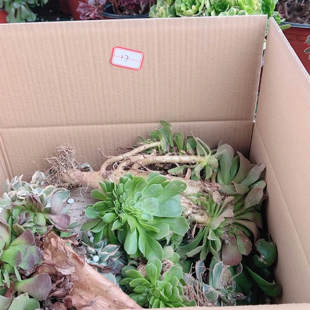 【闪购商品】无花朵李*梅17号套餐无售后