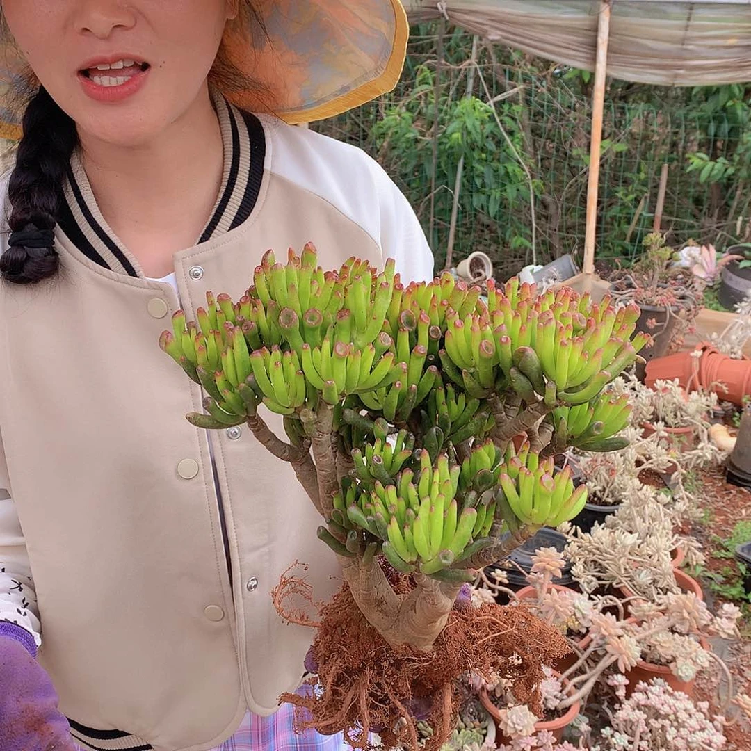 吸财树13.9 多肉植物