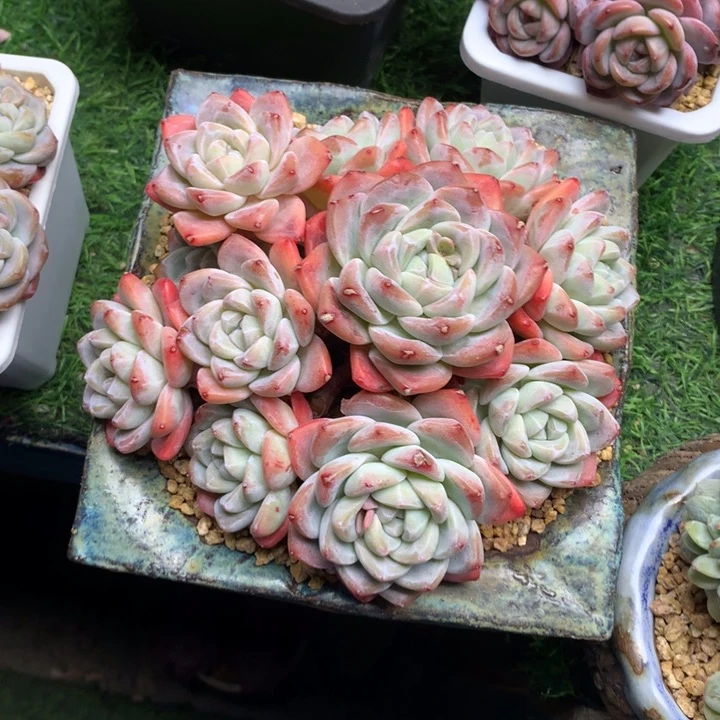 冰玉手捧自然群多肉