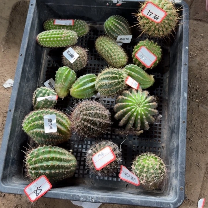 260无根侧牙2个3公分左右20包邮斑