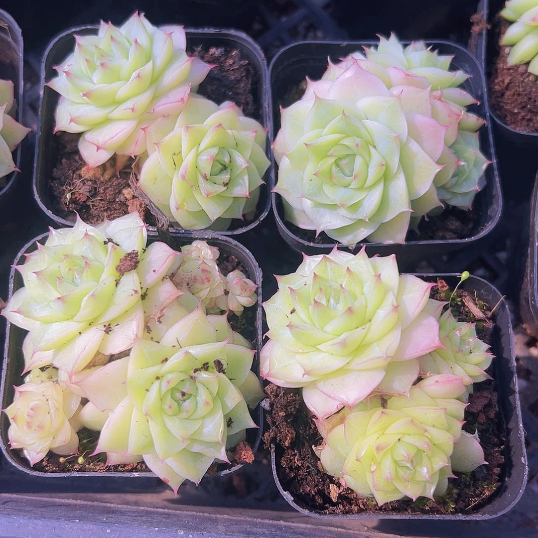 双头翠影19包邮多肉