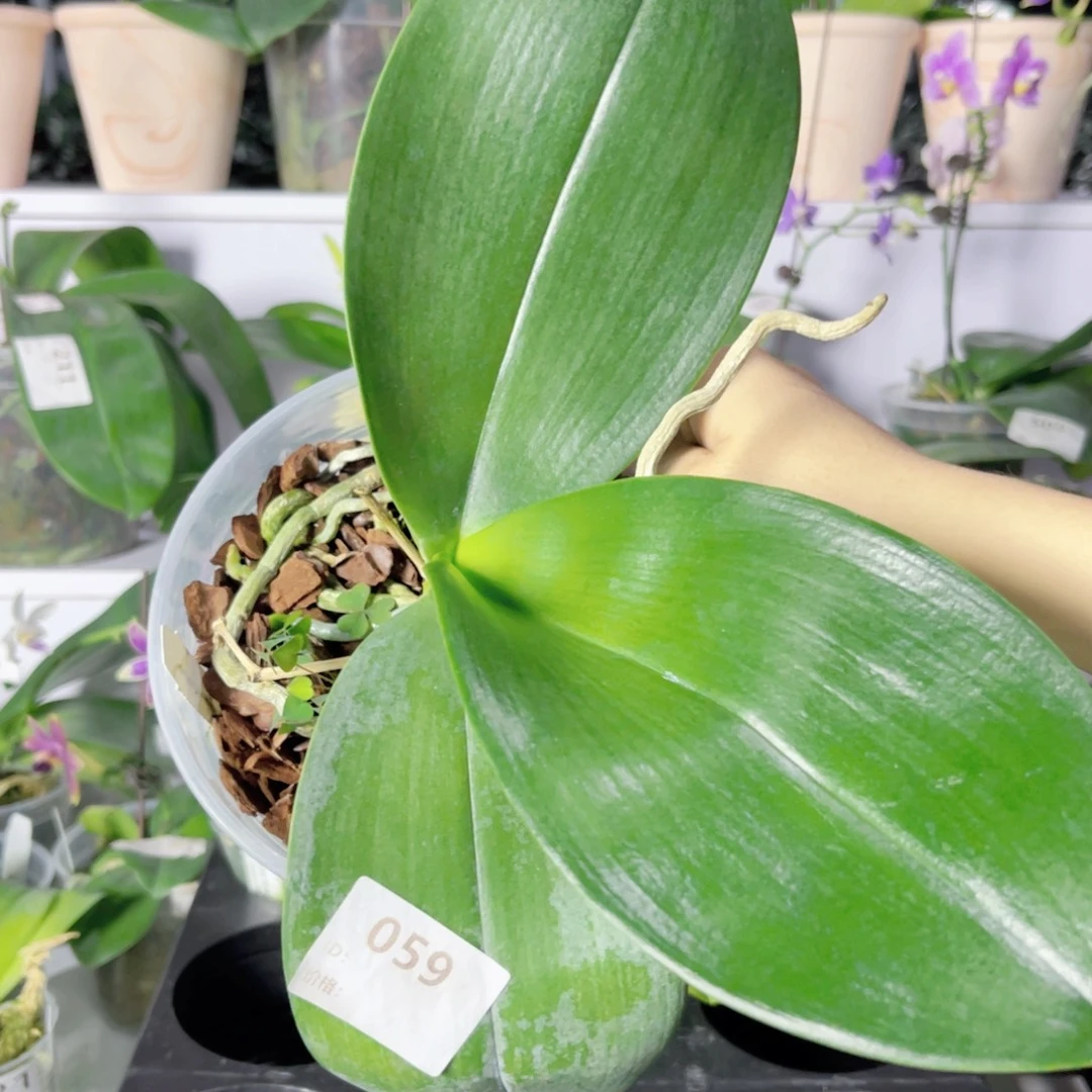 完全开放059龙象。