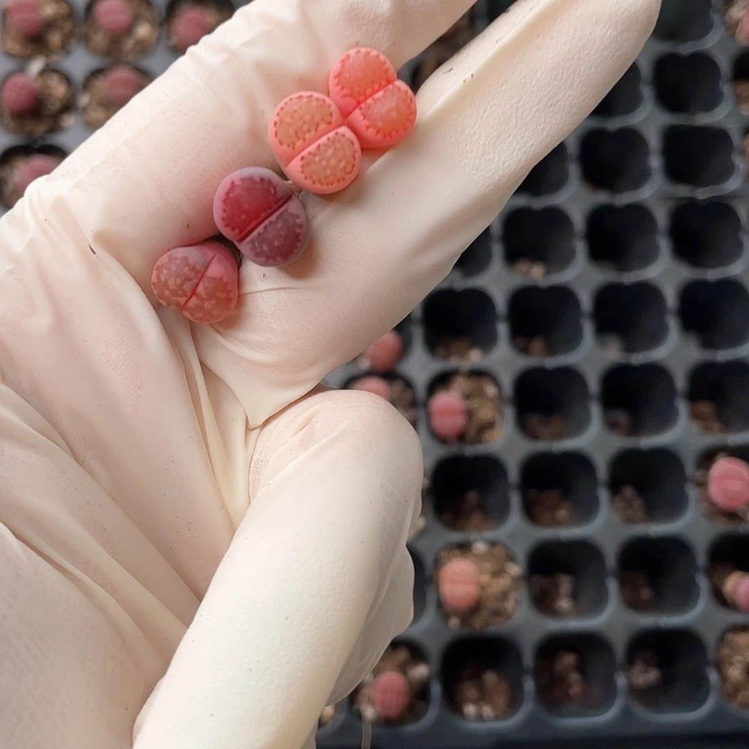 7772两颗拉丝锦 两颗 菊锦