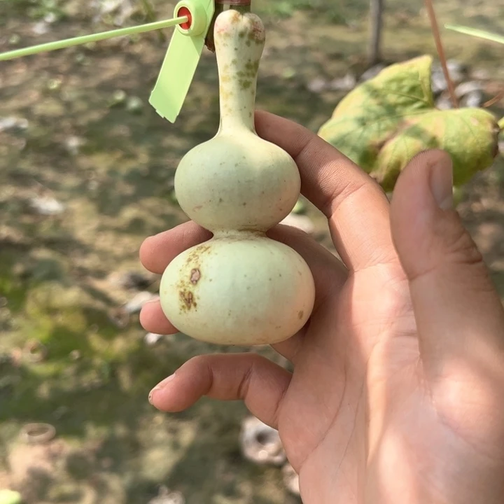 川***罗葫芦葫芦葫芦葫芦