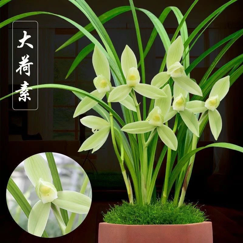 壮苗名品兰花苗兰盆栽春剑【大荷素】浓香花卉园艺盆景