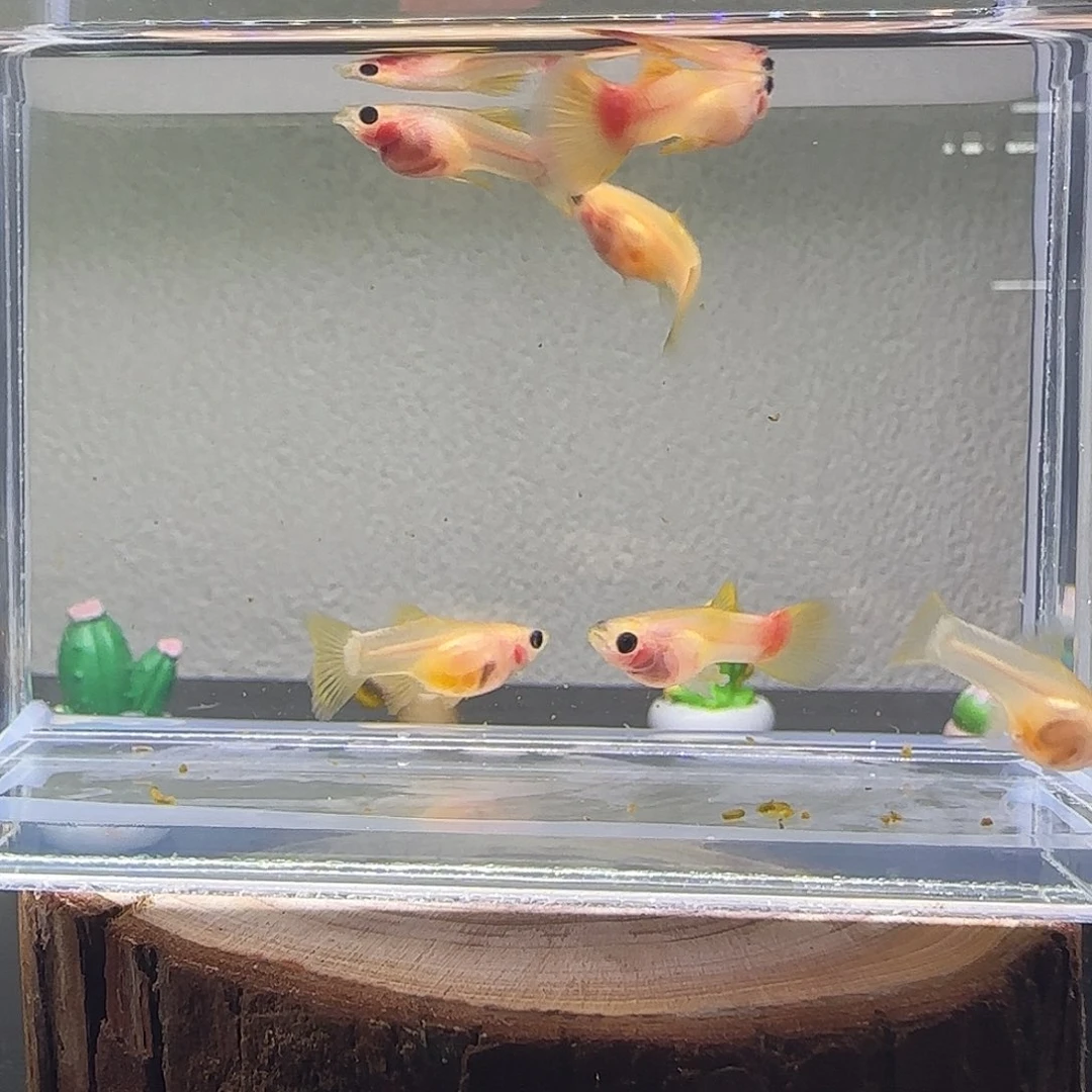 孔雀鱼幻彩粉猫短体3对不黑5