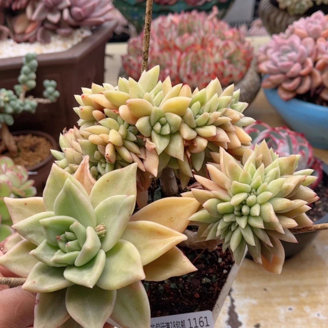 【闪购商品】1161表丽娜缀