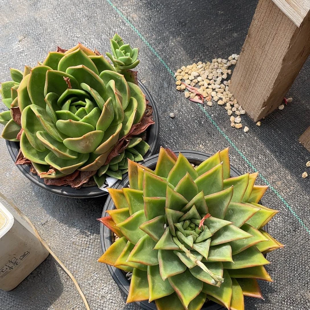 若如东云组拍916（冷链）