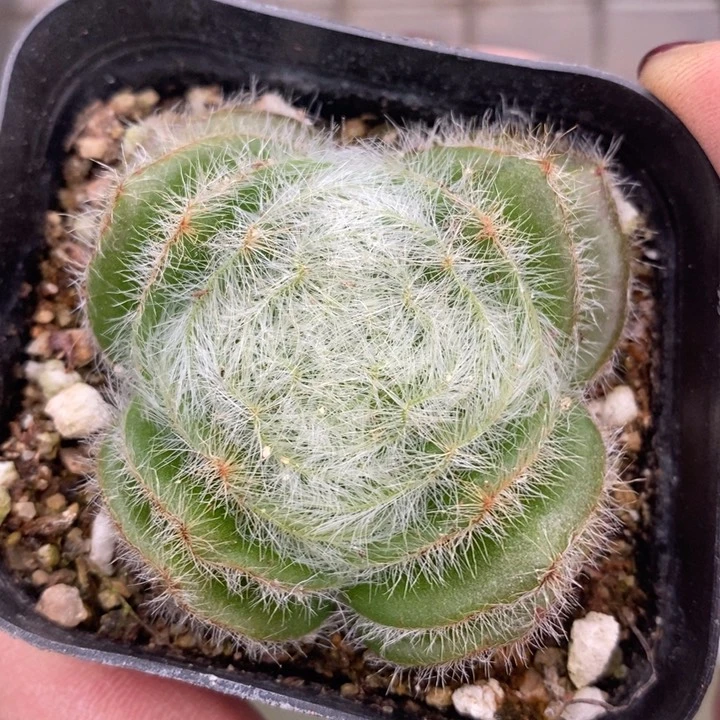 伯克利和格兰两位著名音乐