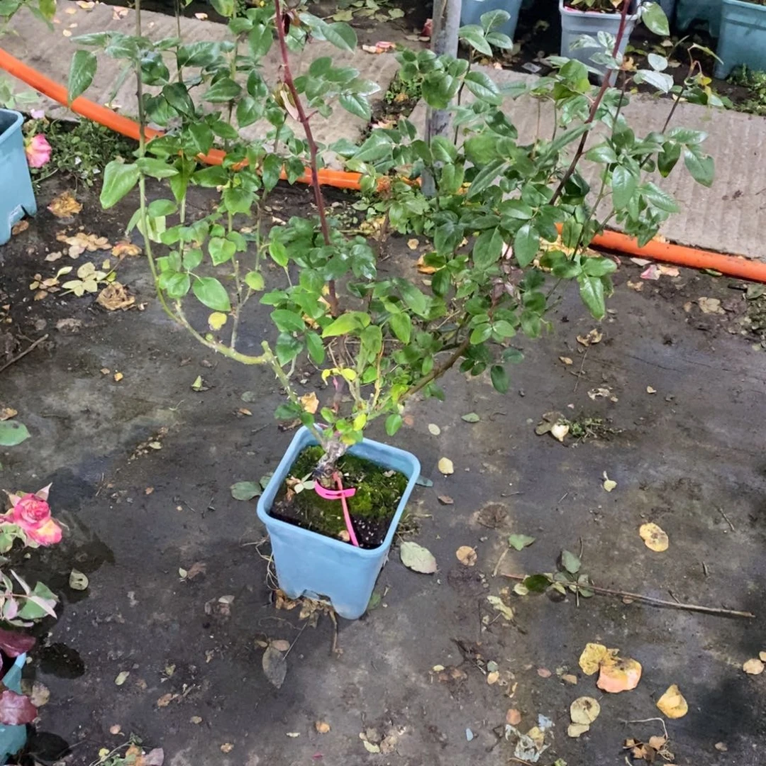 无花朵妮娜玫瑰土球发货