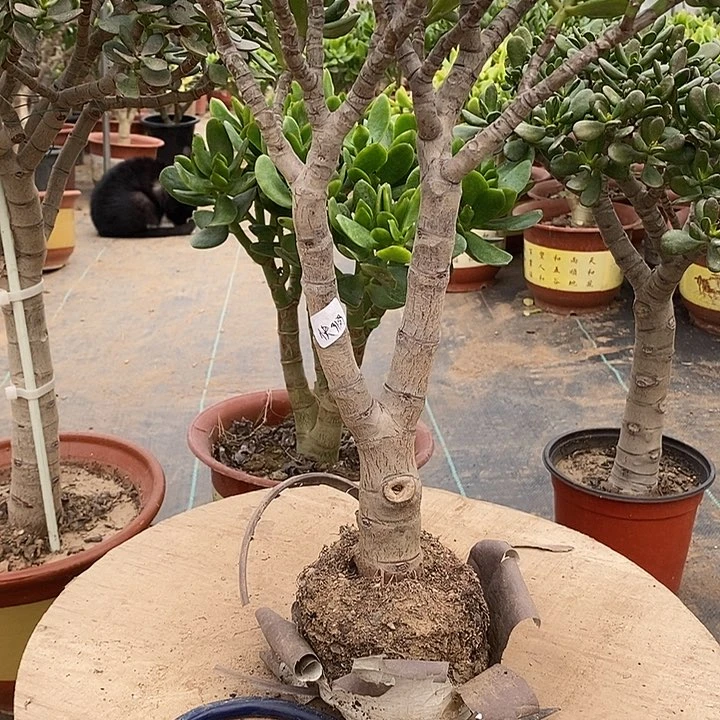 快**人9.9招财猫一物一拍